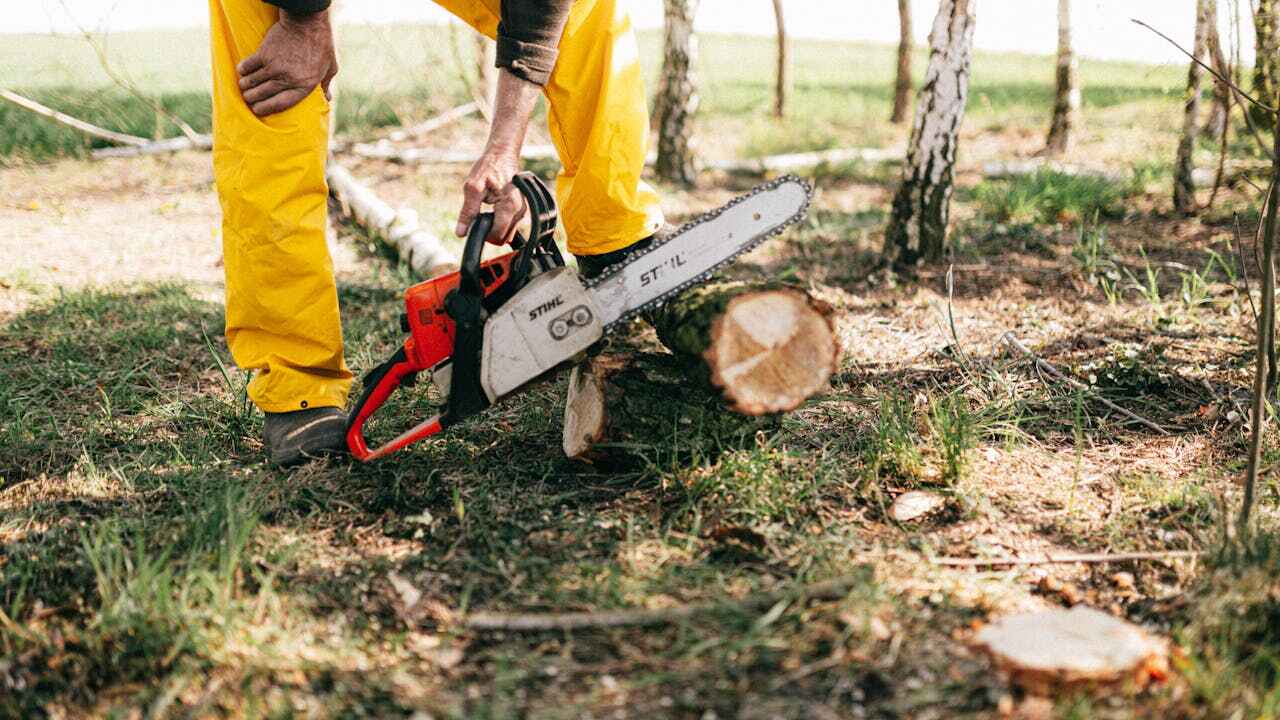 Trusted Arnold, MO Tree Service Experts